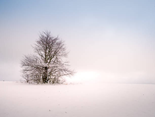 istock Isolated solitary tree surrounded by mysterious gloomy landscape 1818620278