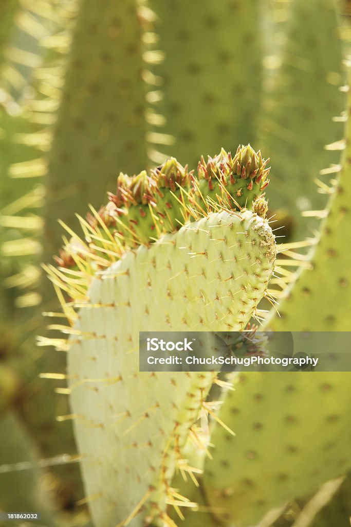 Cactus Opuntia engelmannii languette de vache - Photo de Aiguille - Partie d'une plante libre de droits