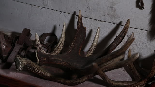 Trophy moose antlers in a forester's house. The interior is a traditional hunter's home.