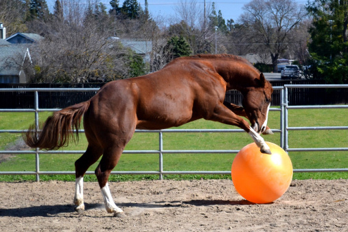 Horse plays with a large orange ball.