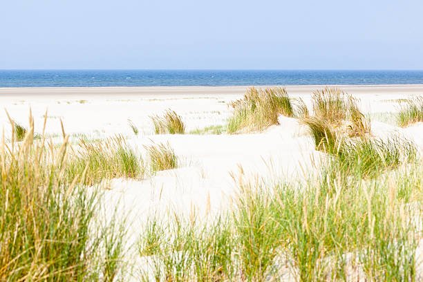 istock North Sea Beach Dunes 181862167