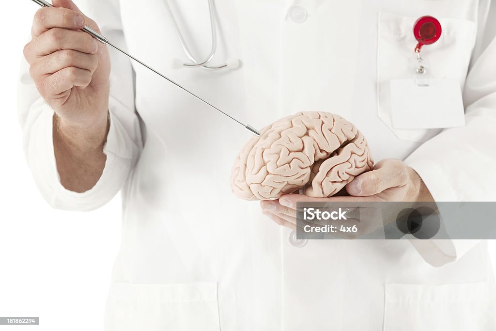 Medico tenendo un modello di cervello umano - Foto stock royalty-free di Adulto