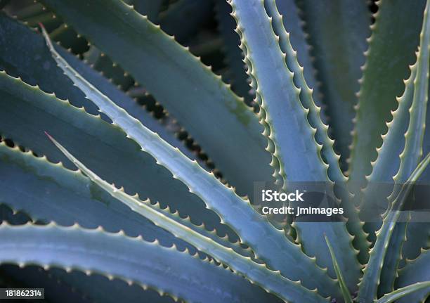 Aloe Vera Foto de stock y más banco de imágenes de Aloe vera - Aloe vera, Espina - Parte de una planta, Flora