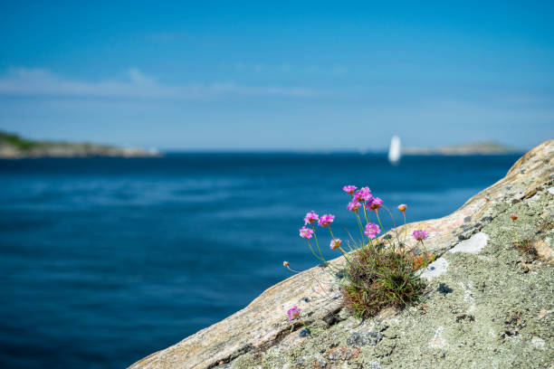 Typical flora of Swedish west coast Armeria maritima. Sea thrift flowers and a sailboat in the back. archipelago stock pictures, royalty-free photos & images