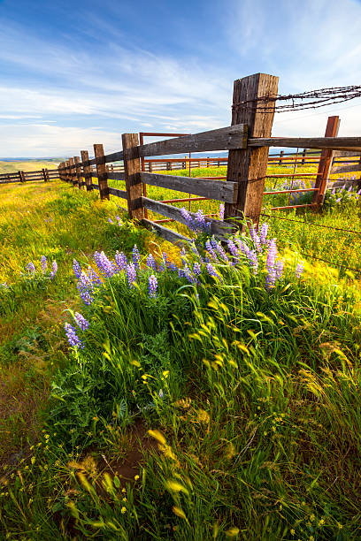 istock Lupine Flowers Ranch. 181862346