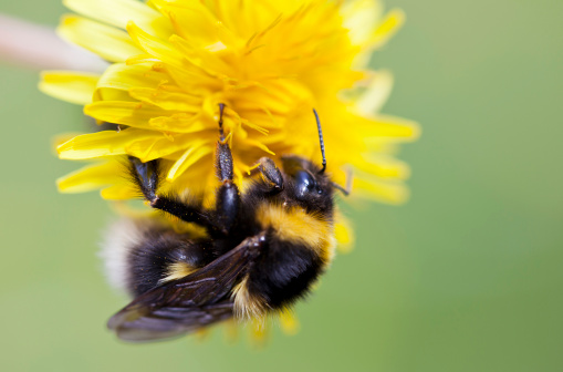 A bumble bee clinging to a yellow flower.  Shallow depth of field.