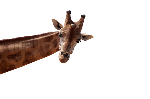 A portrait of a giraffe isolated on a white background