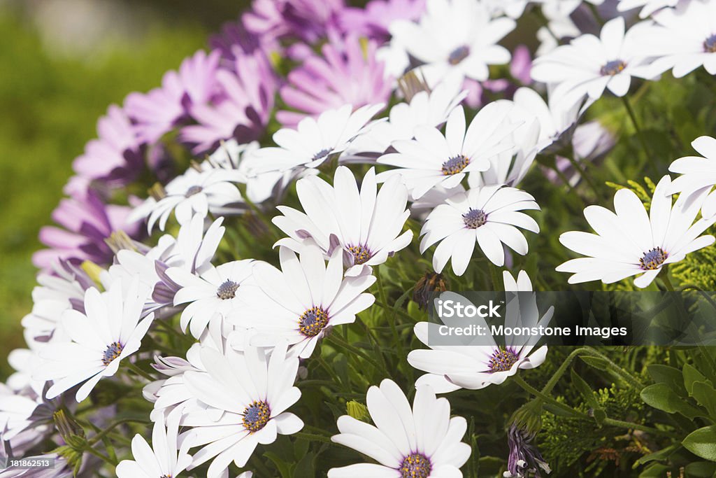 Daisies on the Amalfi Coast, Italy Daisies abound in spring on the Amalfi Coast in Italy Amalfi Coast Stock Photo