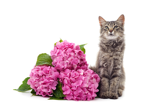 Cat with hydrangeas isolated on a white background.