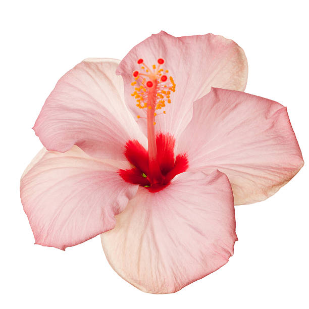 istock Pink Hibiscus flower 181862644