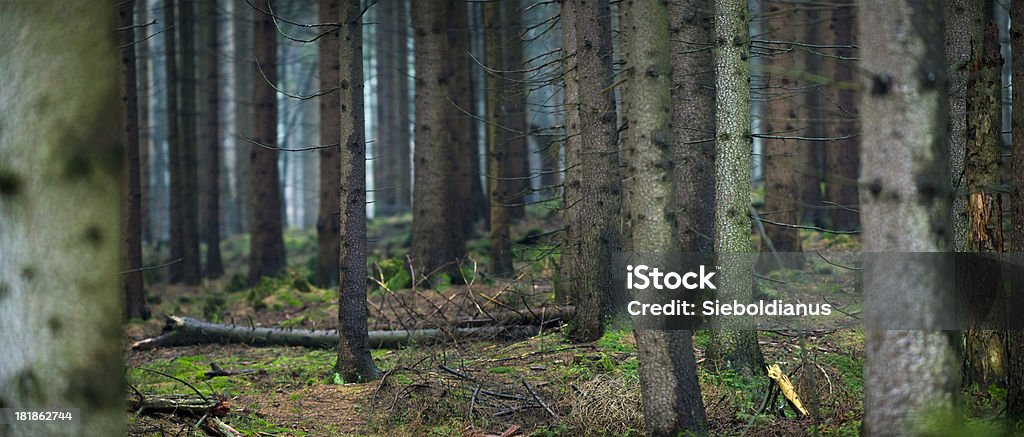 Deep inside dark woods (Spruce trunks, Picea abies). "Deep inside dark woods (Spruce trunks, Picea abies).related:" Dark Stock Photo