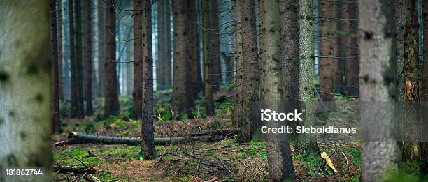 Deep Inside Dark Woods Stock Photo - Download Image Now