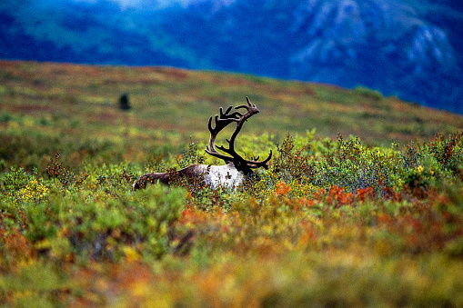 The Caribou roam parts of Alaska. This Caribou is resting in the tall Tundra.