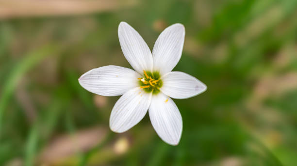 White Rain-Lily Zephyranthes candida)