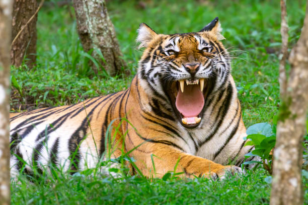 istock Bengal tiger from Indian forests. 1818628025