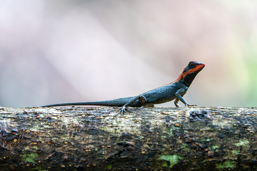 The peninsular rock agama or South Indian rock agama (Psammophilus dorsalis)