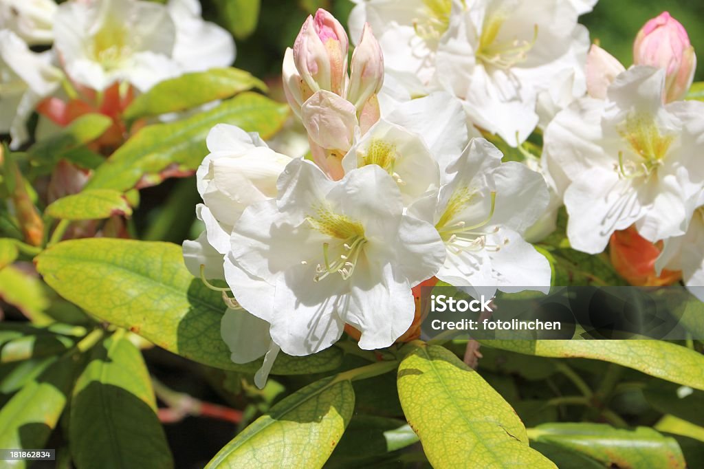 Rhododendron Weiß - Lizenzfrei Baumblüte Stock-Foto