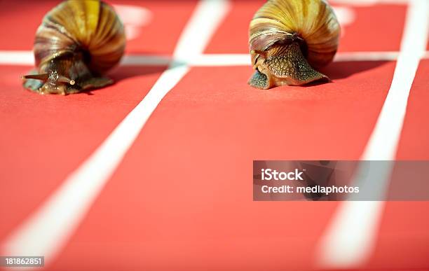 Weinbergschnecke Wettbewerb Stockfoto und mehr Bilder von Langsam - Langsam, Rennen - Körperliche Aktivität, Sportstrecke