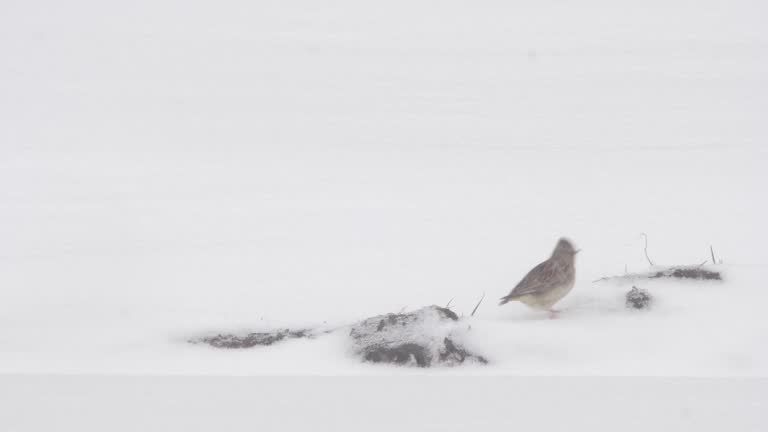 Eurasian skylark in snow