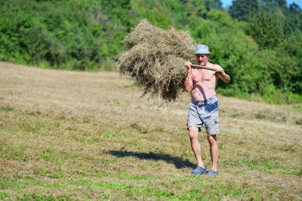 Farmer collects dry grass hay with fork manually on field stock photo