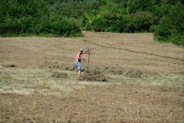 istock Farmer collects dry grass hay with fork manually on field 1818634513