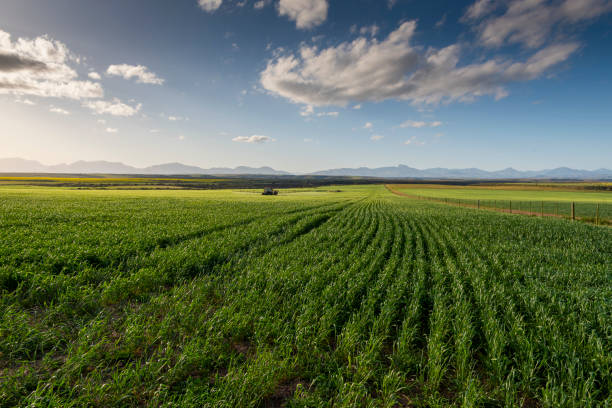 istock Agricultural fields landscape, Farm Sky Grass Meadow 1818638349