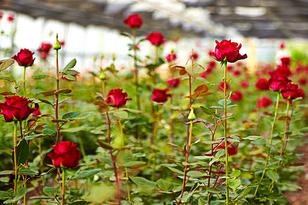 Industrial growth of pink roses in a Dutch greenhouse