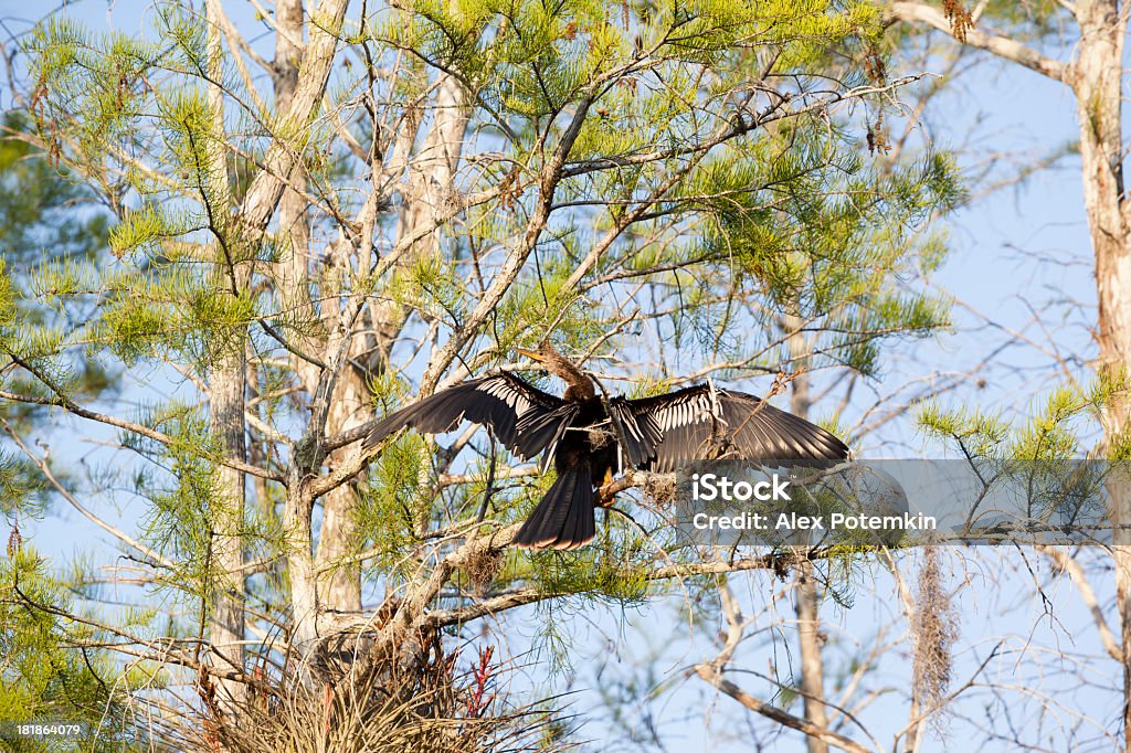 Anhinga no Parque nacional de Everglades - Royalty-free Abraçar Árvore Foto de stock