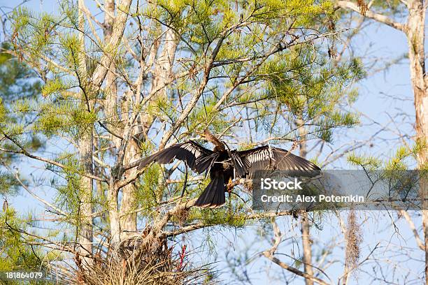 Anhinga No Parque Nacional De Everglades - Fotografias de stock e mais imagens de Abraçar Árvore - Abraçar Árvore, Ambientalista, Animal