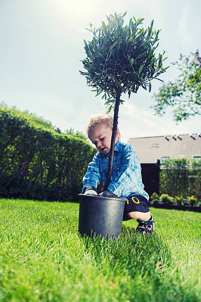 istock Little boy is planting tree in the garden 181864367