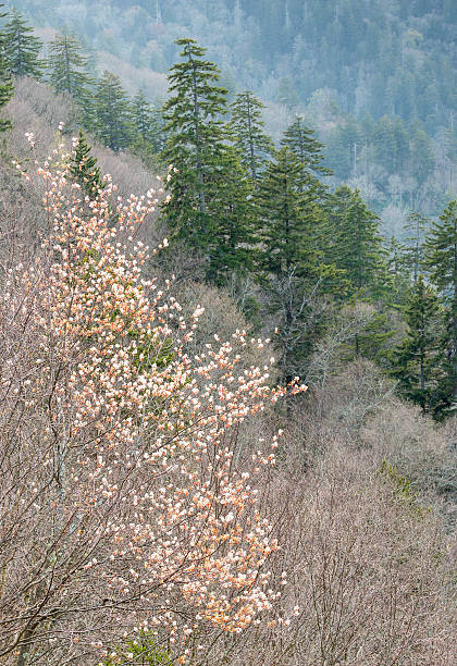 fioritura albero amelanchier - sarvis foto e immagini stock