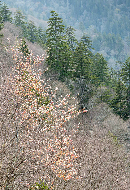 開花 amelanchier ツリー - sarvis ストックフォトと画像