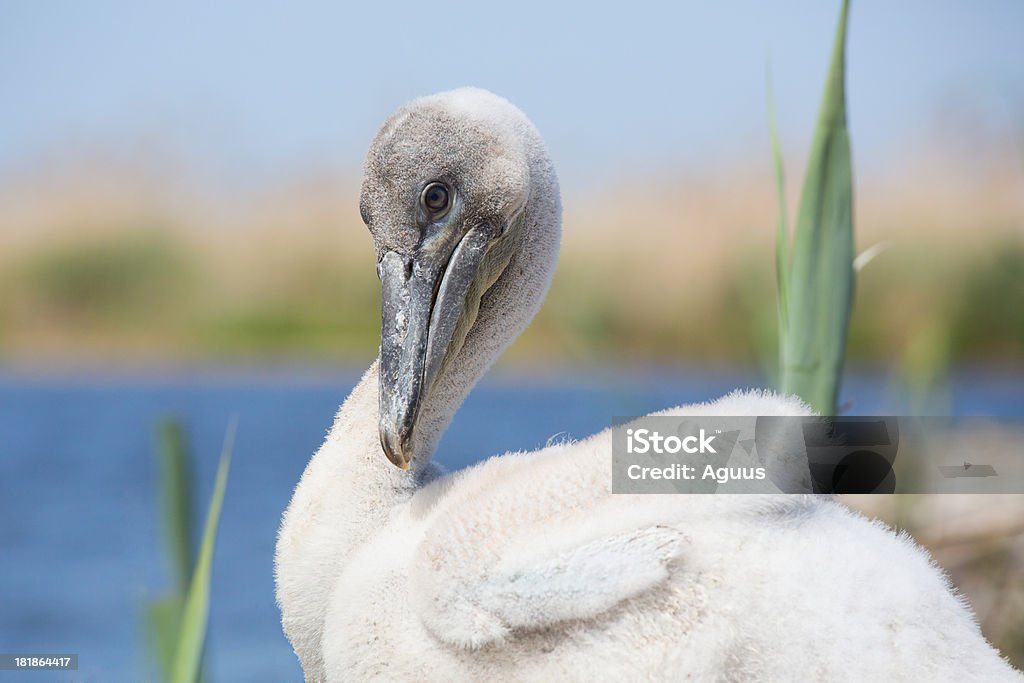 Młody Dalmatian Pelican w gniazdo - Zbiór zdjęć royalty-free (Pelikan)