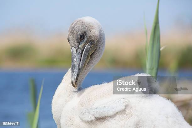 Młody Dalmatian Pelican W Gniazdo - zdjęcia stockowe i więcej obrazów Pelikan - Pelikan, Część ciała zwierzęcia, Dzikie zwierzęta