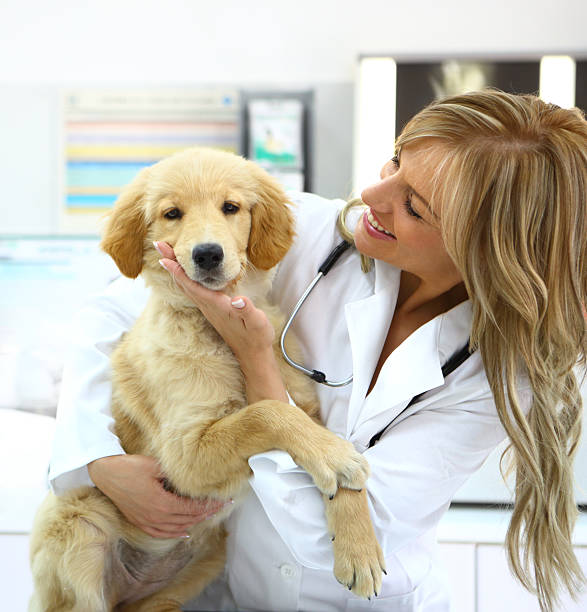 istock Vet with a healthy puppy. 181864437