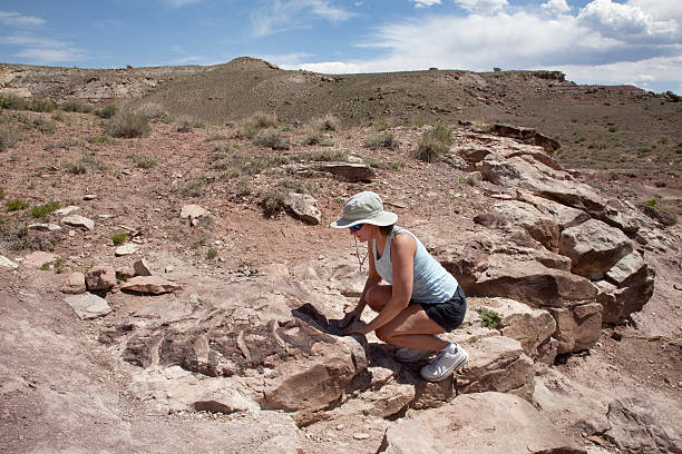 mujer supervisa diplodocus dinosaur esqueleto oeste de colorado - human vertebra fotos fotografías e imágenes de stock