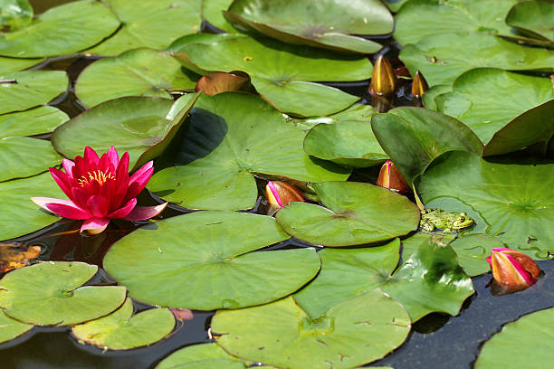 istock Water lilies and green frog 181864588
