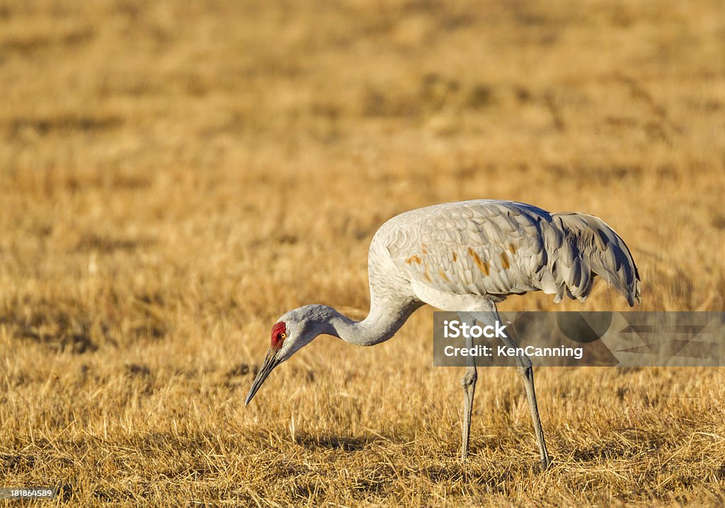 Kanadischer Crane - Lizenzfrei Amerikanische Kontinente und Regionen Stock-Foto