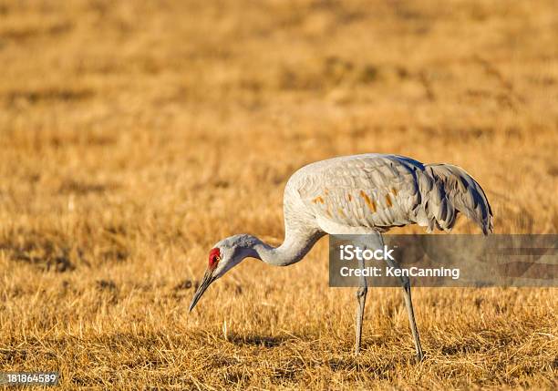 Kanadischer Crane Stockfoto und mehr Bilder von Amerikanische Kontinente und Regionen - Amerikanische Kontinente und Regionen, Bosque del Apache-Wildreservat, Braun