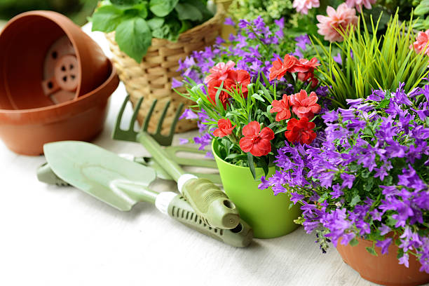 istock flowers in the garden 181864639