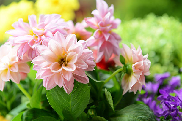 istock flowers in the garden 181864644