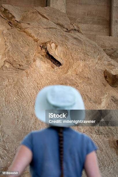 Frau Blick Camarasaurus Skelett Dinosaur National Monument Utah Stockfoto und mehr Bilder von Dinosaurier