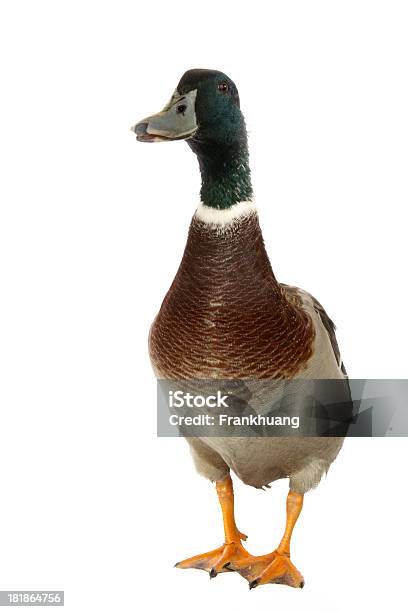 Foto de Mallard Drake Retrato e mais fotos de stock de Amarelo - Amarelo, Animais Machos, Animal