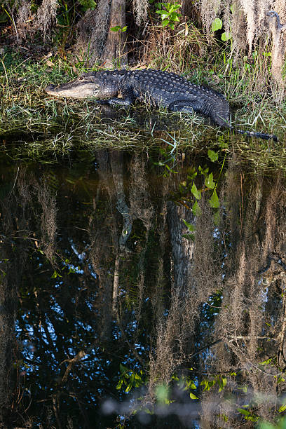 istock Alligator in the Everglades National Park 181864862