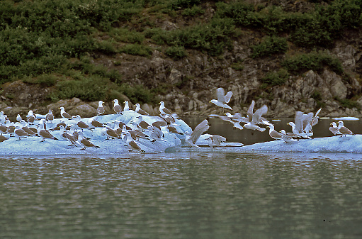 On the snowy rocky coastline, Seagulls seem to have claimed this area for gathering in order to feed.