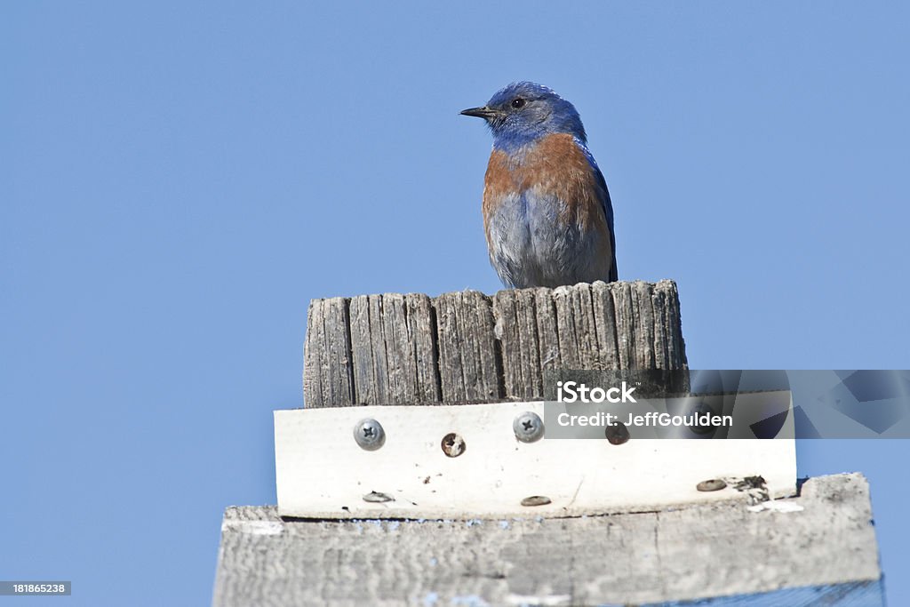 Западная Bluebird расположенный в Скворечник - Стоковые фото Ellensburg роялти-фри