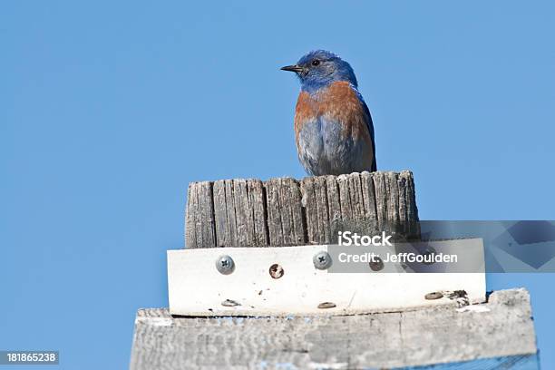 Западная Bluebird Расположенный В Скворечник — стоковые фотографии и другие картинки Ellensburg - Ellensburg, Kittitas County, Без людей