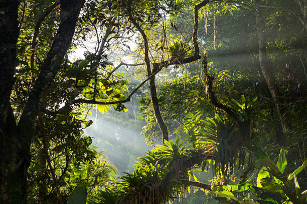 Tropical rainforest stock photo