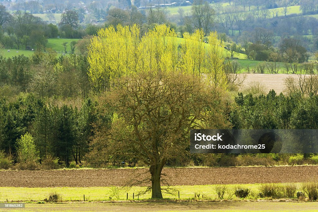 campo - Foto stock royalty-free di Agricoltura