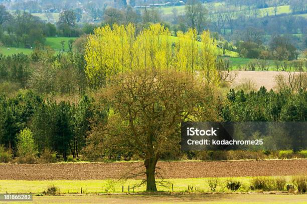 Campo - Fotografie stock e altre immagini di Agricoltura - Agricoltura, Agricoltura biologica, Ambientazione esterna